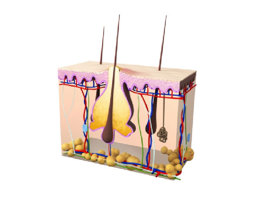 Acne's Anatomy And Myths In Salt Lake City

